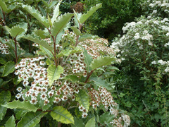 Olearia × macrodonta