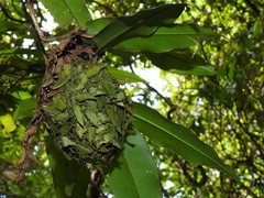 Calligaster himalayensis