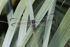 Libellula vibrans