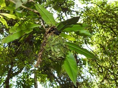 Calligaster himalayensis