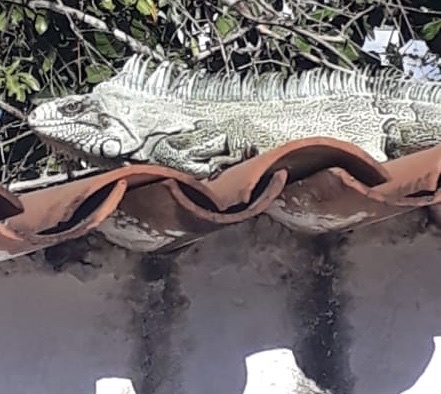 Green Iguana