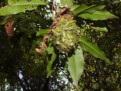 Calligaster himalayensis