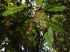 Calligaster himalayensis