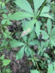Phytomyza saniculae