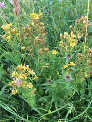 Hypericum maculatum
