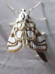 Nymphula nitidulata