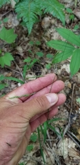 Melica smithii