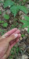 Melica smithii