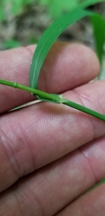 Melica smithii
