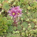 Sempervivum montanum - Photo (c) Luciano Arcorace,  זכויות יוצרים חלקיות (CC BY-NC), uploaded by Luciano Arcorace