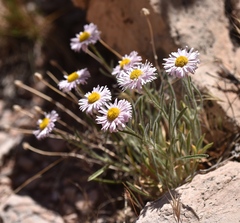 Erigeron concinnus