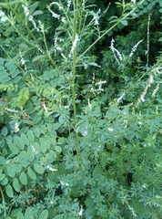 Melilotus albus