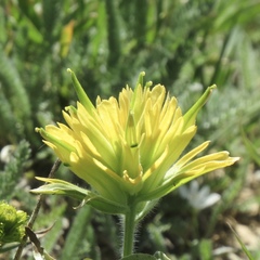 Castilleja christii
