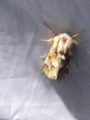 Acronicta geographica