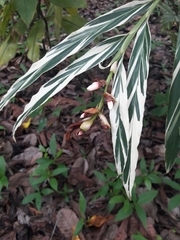 Alpinia vittata