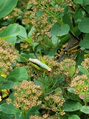 Conocephalus nigropleurum