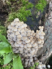 Coprinellus