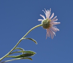 Erigeron concinnus