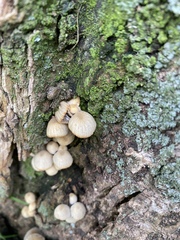 Coprinellus