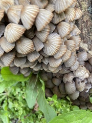 Coprinellus