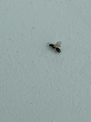 Tetramorium immigrans
