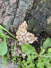 Coprinellus