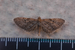 Eupithecia abbreviata