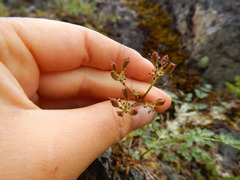 Lomatium martindalei
