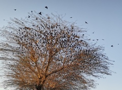 Aves