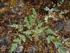 Lomatium martindalei
