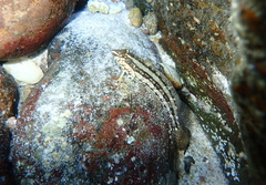 Sonora Blenny photo 3