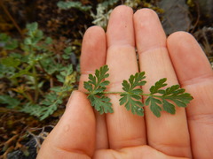 Lomatium martindalei