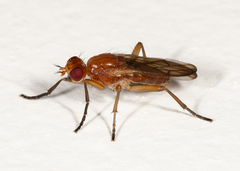 Sciomyza aristalis