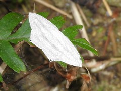 Acropteris ciniferaria