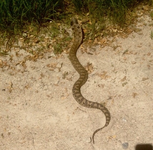 Eastern Hognose Snake photographed in Rhode Island