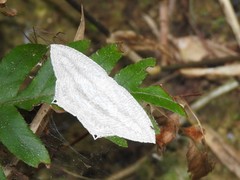 Acropteris ciniferaria