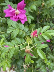 Rosa rugosa