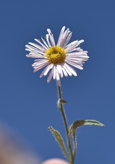 Erigeron concinnus
