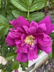 Rosa rugosa
