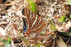 Cigaritis schistacea