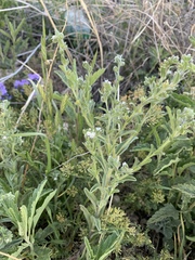 Lappula occidentalis occidentalis