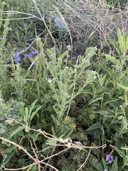 Lappula occidentalis occidentalis