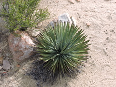Hesperoyucca