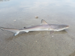 Atlantic Sharpnose Shark photo 3