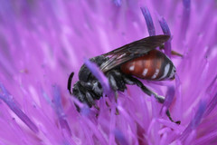 Ammobates punctatus