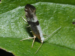 Argyresthia spinosella