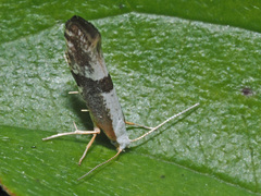 Argyresthia spinosella