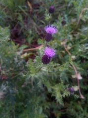 Cirsium arvense