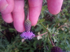 Cirsium arvense
