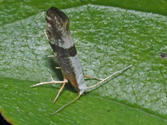 Argyresthia spinosella